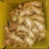 Fresh Ginger Wholesale