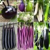  High Quality Fresh Eggplant Suppliers