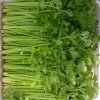 Celery in stock