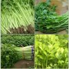 Fresh Celery Wholesale