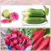 High Quality Fresh Red/White/Green Radish