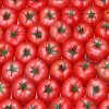 Fresh Tomato Suppliers