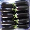 Eggplant in Stock