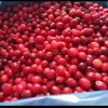 Frozen wild cranberries suppliers