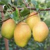 Wholesale Fresh Pears