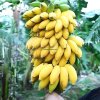 Bananas in stock