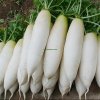 Fresh Red/White/Green Radish Wholesale