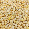 Frozen Sweet Corn In Stock.