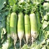 Organic Fresh Red/White/Green Radish