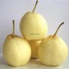 Fresh Premium Pears