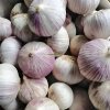 High Quality Fresh Garlic