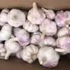 Fresh Garlic Suppliers