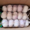 Garlic in stock