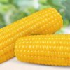 High Quality Frozen Corn Cobs