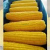 Frozen Corn Cobs Meeting Export Standards