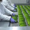 Frozen Green Asparagus Food