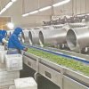 Frozen Green Beans Meeting Export Standards                                          