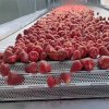 Frozen Strawberries Meeting Export Standards