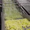 Frozen Cauliflower Processing Plant