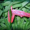 Fresh Frozen Snow Peas, 