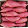 Fresh Sweet Potato Wholesale