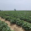 Fresh sweet potatoes in stock