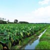 Healthy Fresh Taro