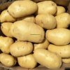 Organic Fresh Potatoes