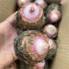 Fresh Taro Wholesale