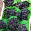 High Quality Fresh Grapes Suppliers