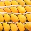 High Quality Fresh Mango Suppliers