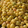 Wholesale Fresh Pomelo