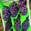 Organic Fresh Grapes