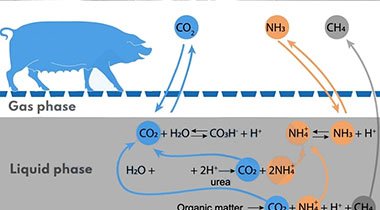 Optimizing Pig Farming Practices for Sustainability and Environmental Health