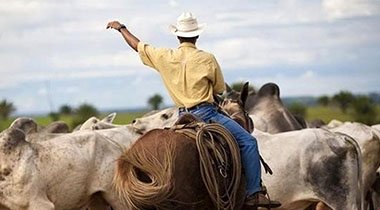 Global Meat Trade Outlook: Brazil Expands Export Gains, Opportunities Arise in Asia Markets