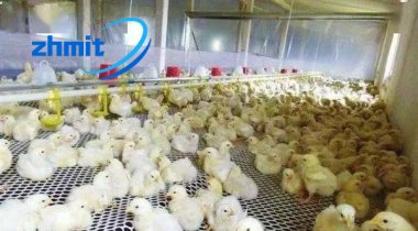 Knowledge of large-scale chicken farming