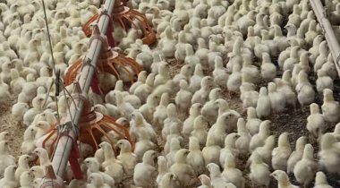 EU to Enforce “Feed-Loss Tax” from July 2026: Wet-Dry Stations and Sensor Drinkers Become Must-Have Hardware for Pig & Poultry Farms