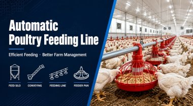 Automatic Poultry Feeding Line: How to Choose the Right System for Modern Chicken Farms